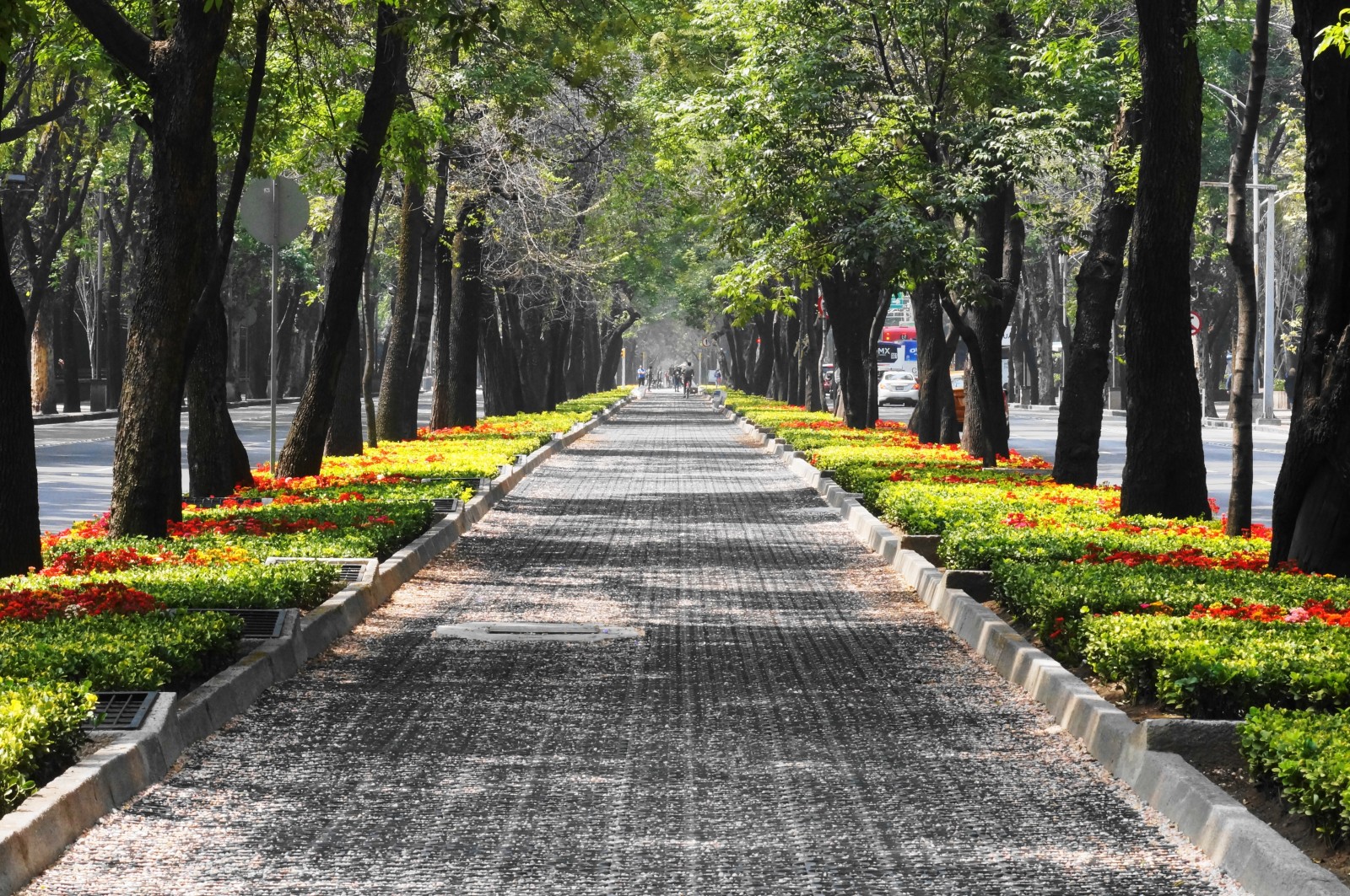 A leafy and floral pathway in Mexico City. 