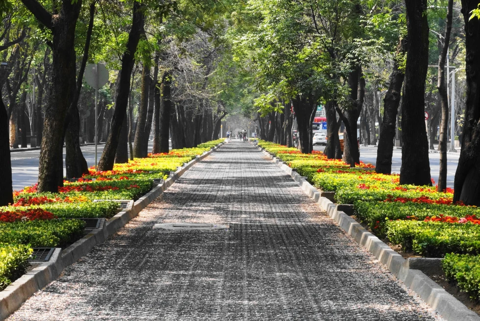 A leafy and floral pathway in Mexico City. 