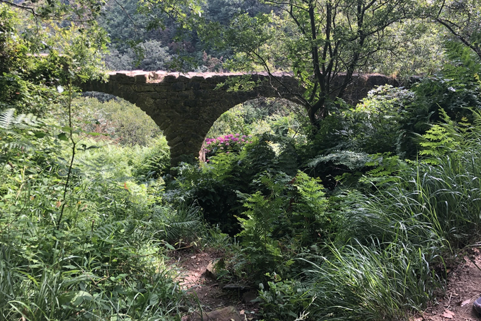 A natural forest in El Camino de Santiago that exemplifies the history of the city. 