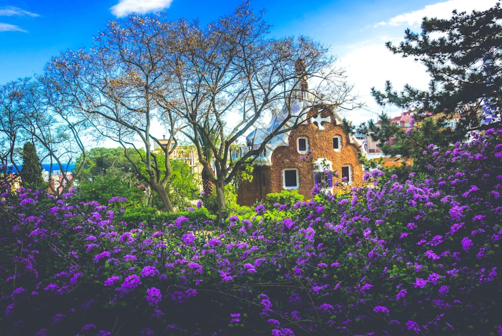 a blossoming tree with purple flowers in a park with a brick building in the distance