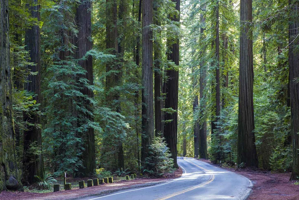 Pathway between trees