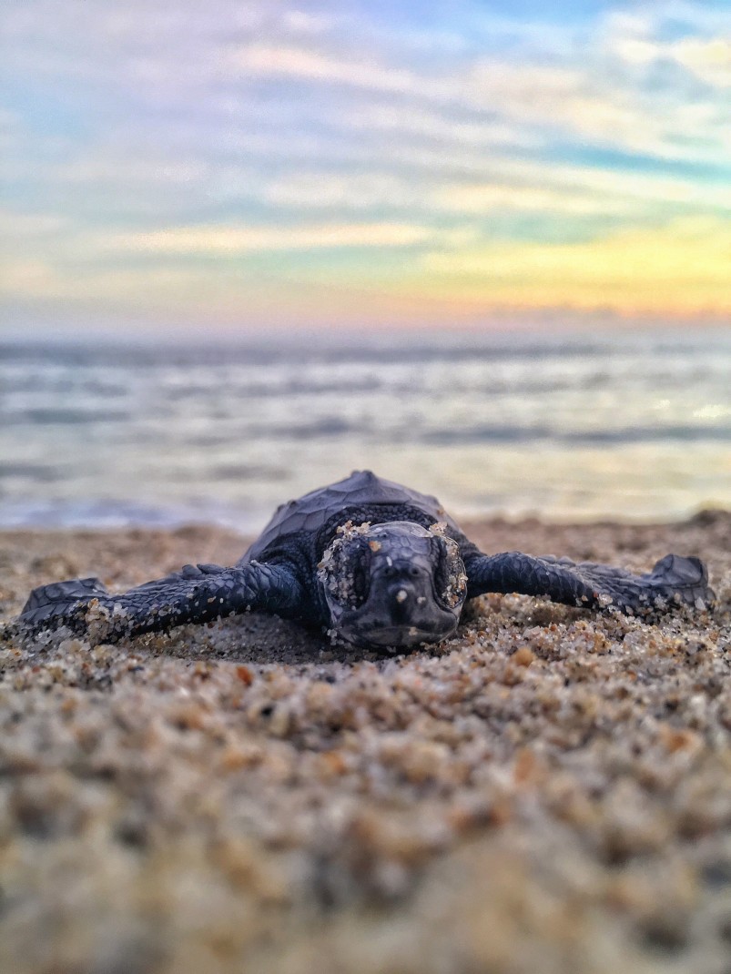 turtle on sandy beach with ocean in background during sunset