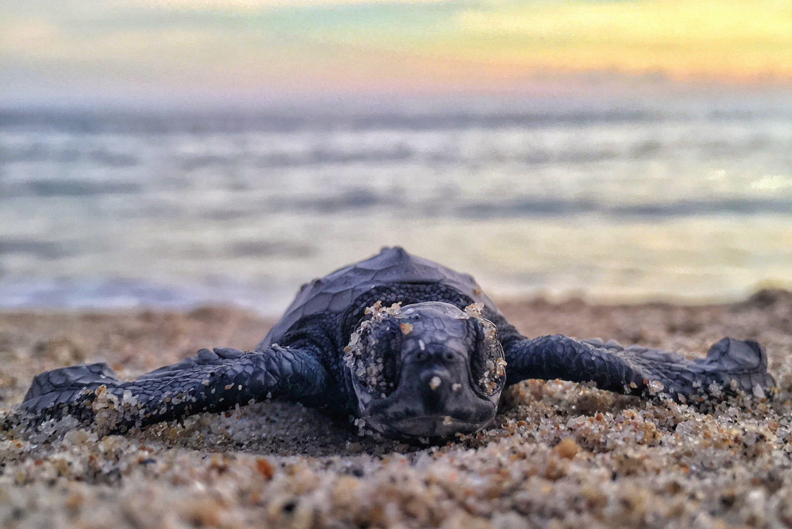 turtle on sandy beach with ocean in background during sunset