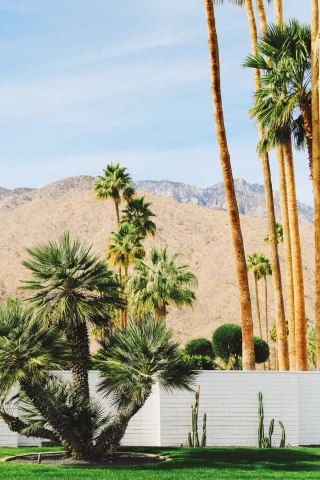 Palm trees next to white wall with mountains in the background during daytime