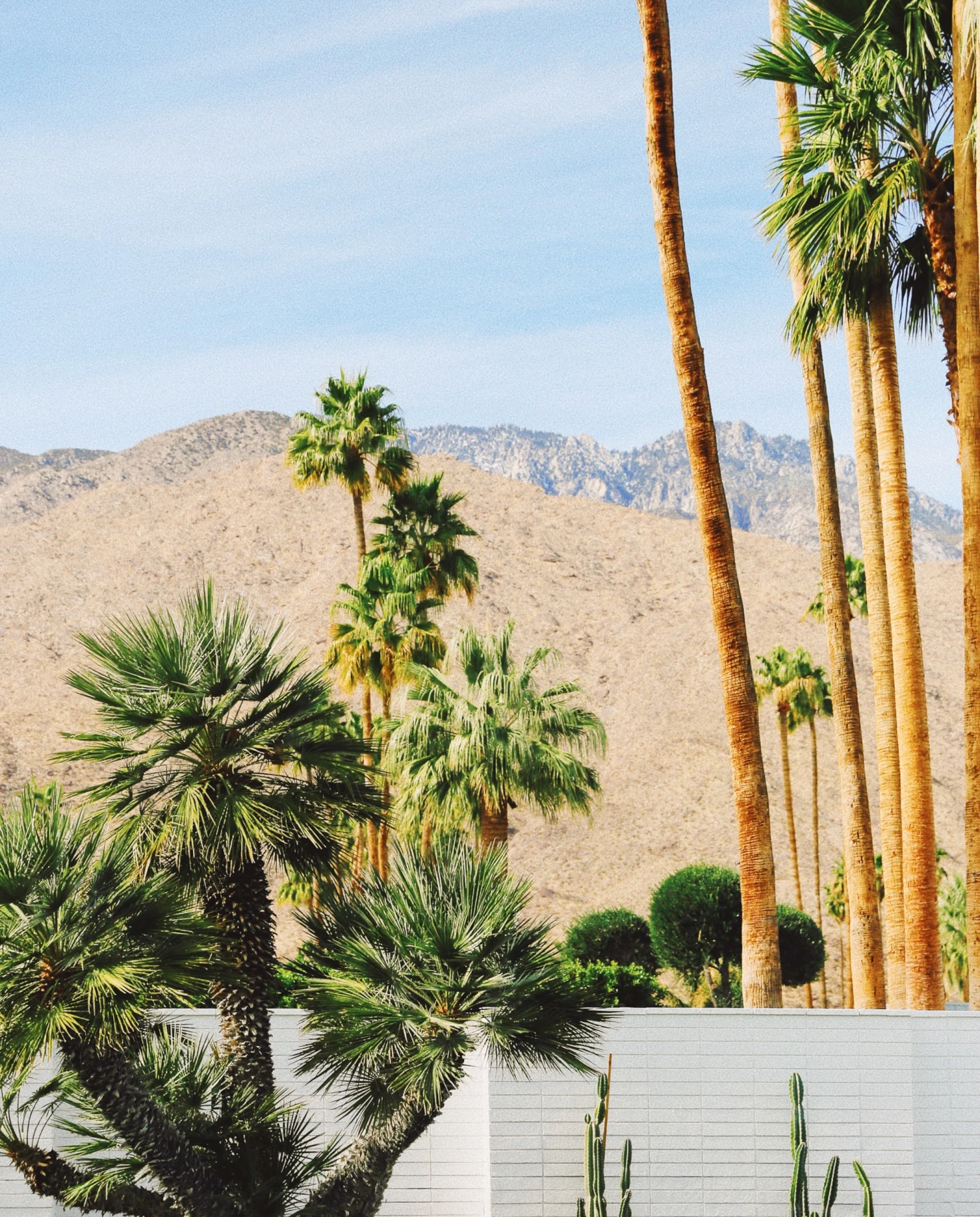 Palm trees next to white wall with mountains in the background during daytime