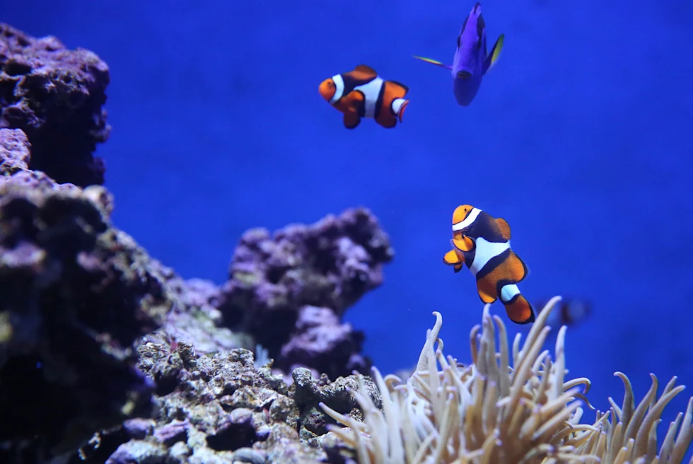 Navigating From the Rainforest to the Beach in Belize - Placencia