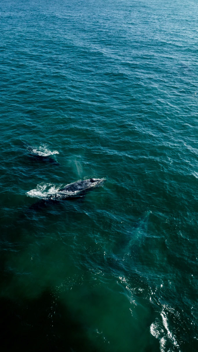 A whale in the Sea of Cortes .
