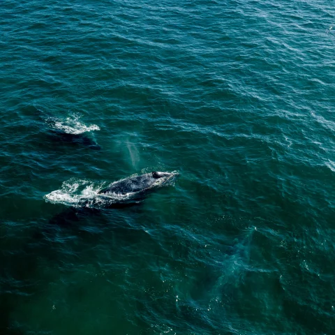 A whale in the Sea of Cortes .