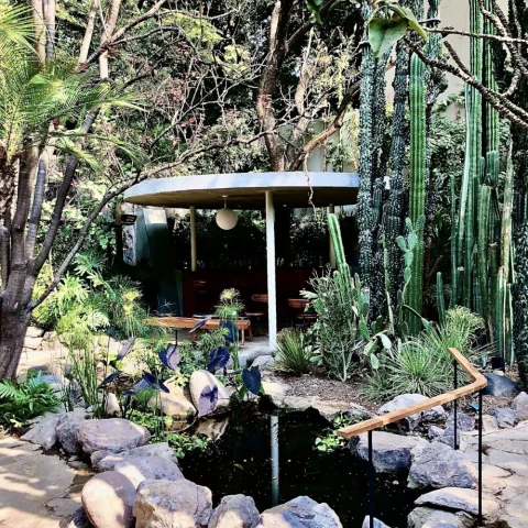 A view inside of a lush green restaurant with a pond in Mexico City. 