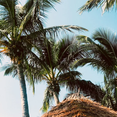 straw umbrella rooftop and palm trees 