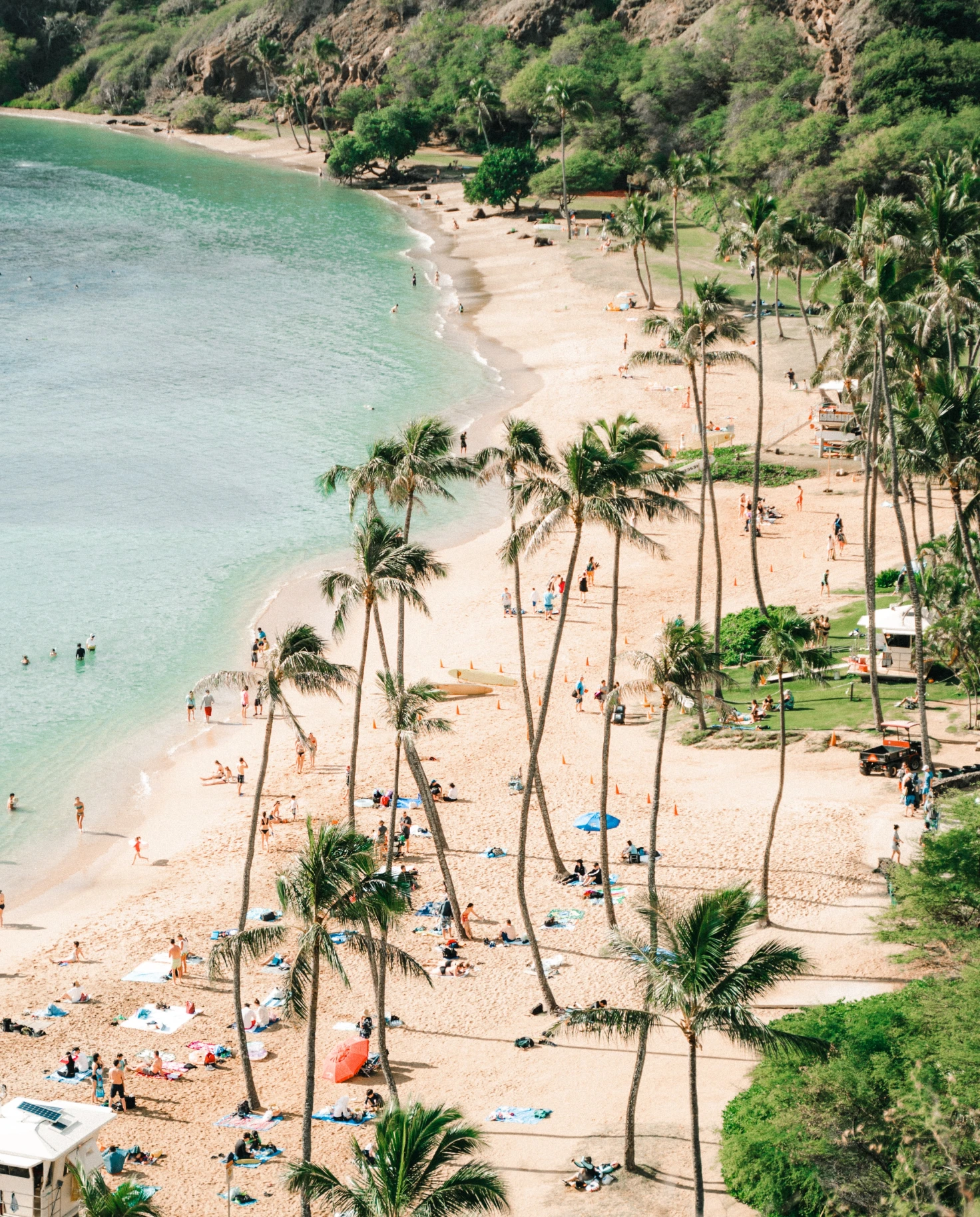Hawaii beach surrounded with palm trees.