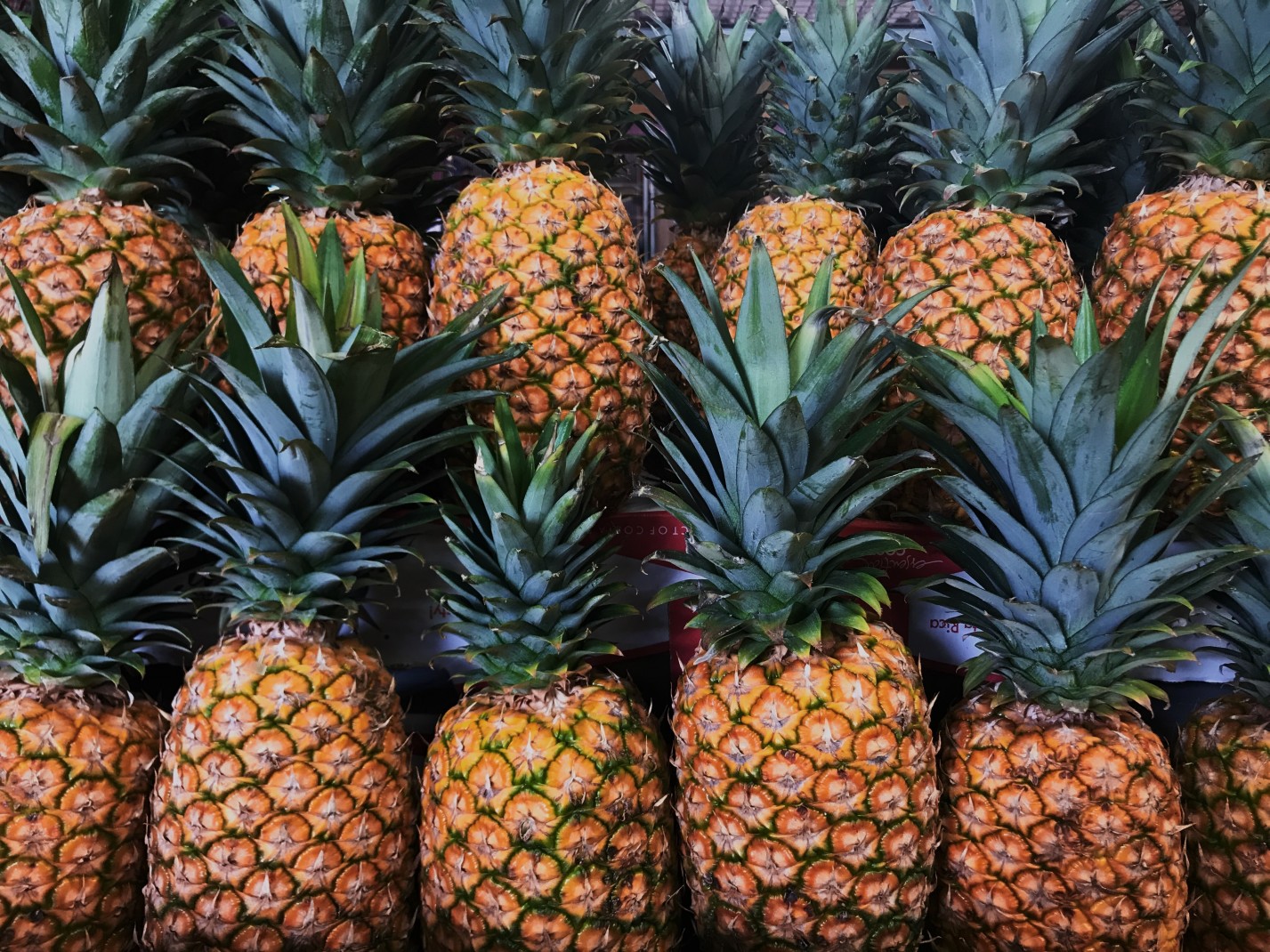 two rows of yellow pineapples with green leafy stems