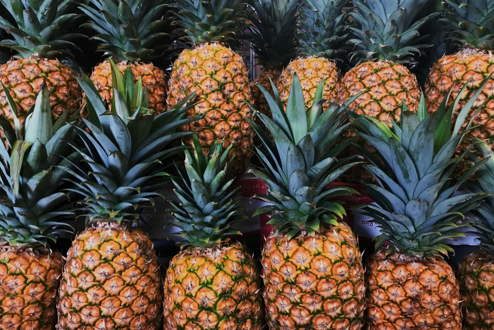 two rows of yellow pineapples with green leafy stems