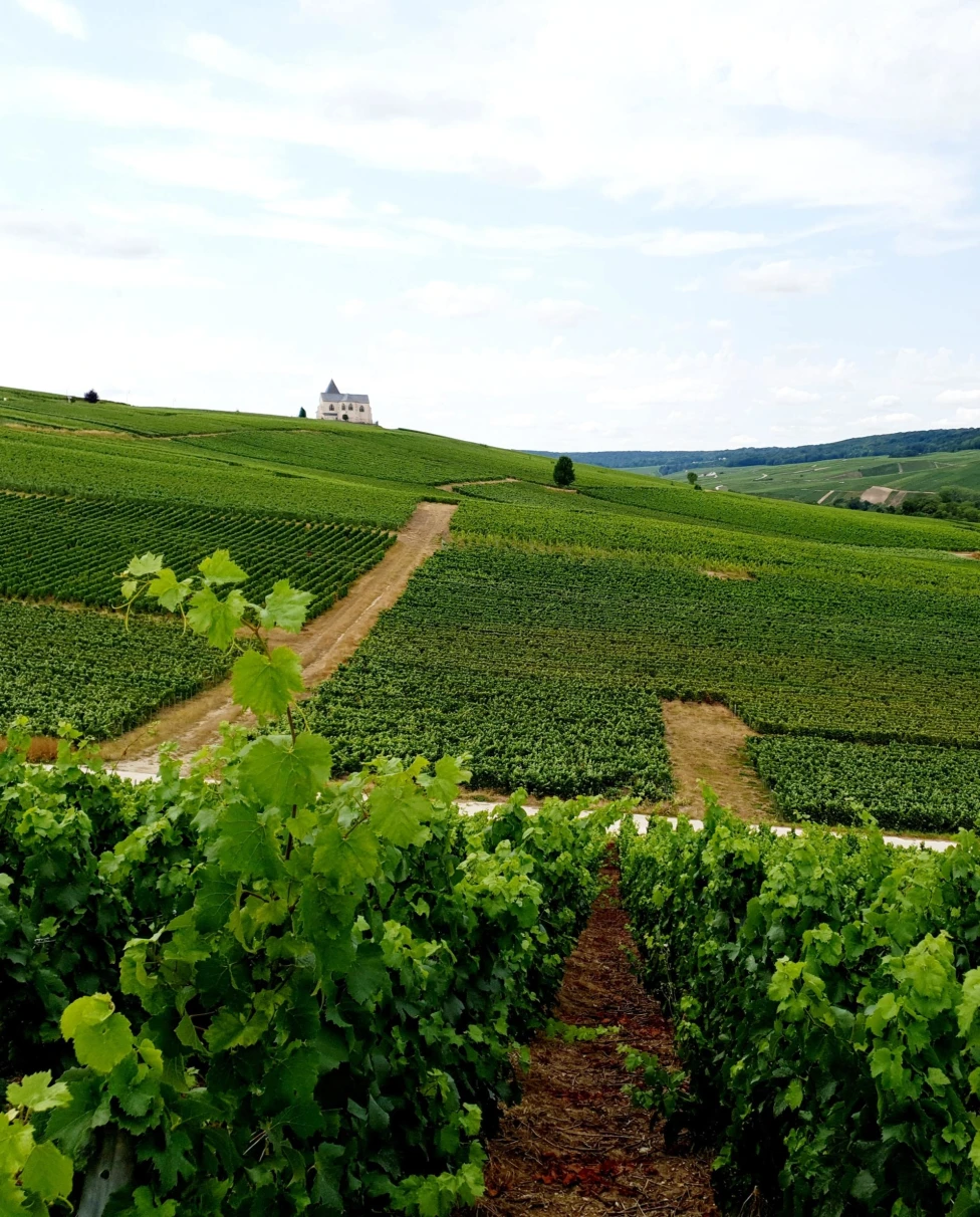 green wine vineyards with rolling hills and a historic chateau in the distance