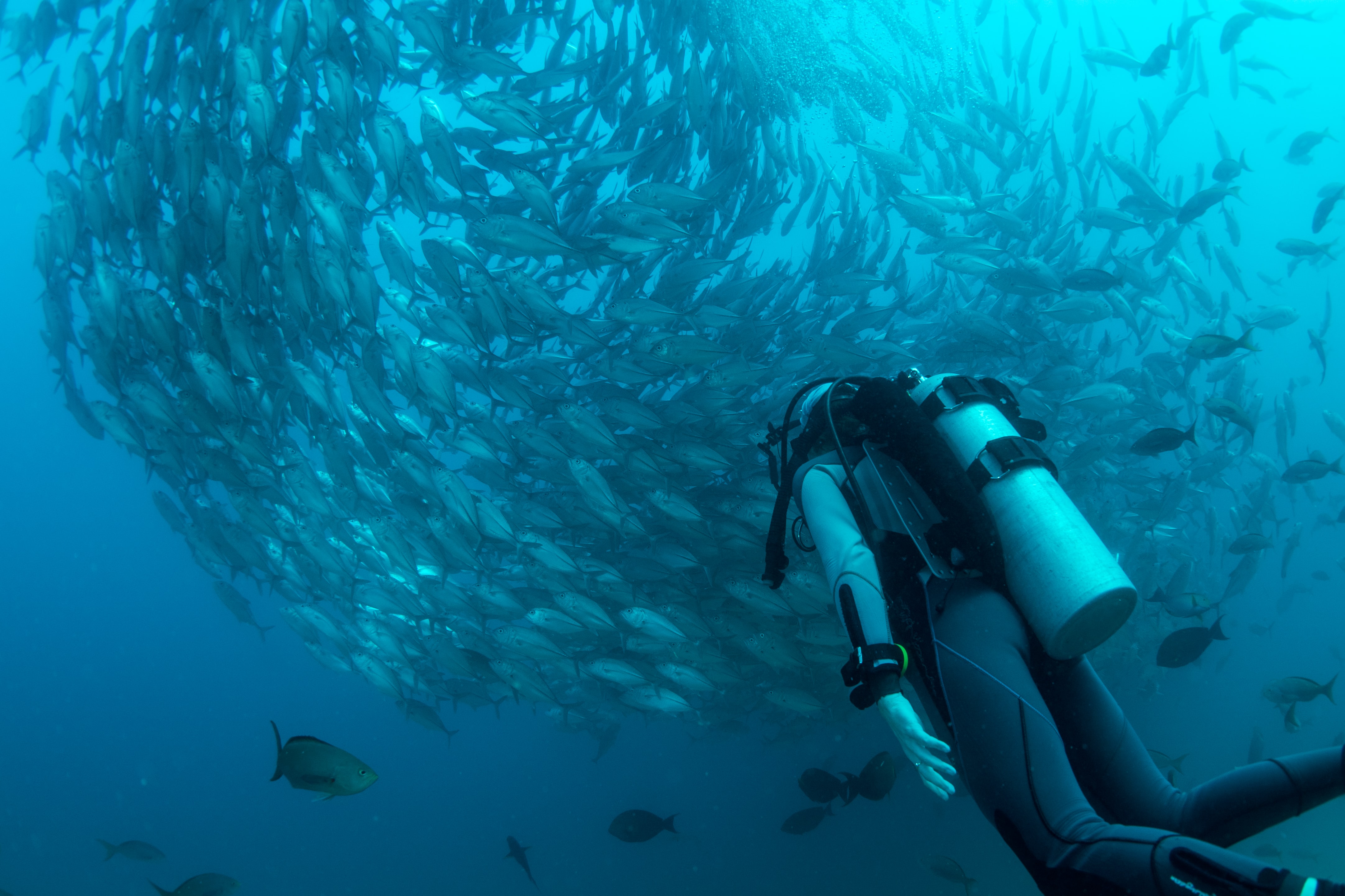 Best Diving Destinations Around the World by Month