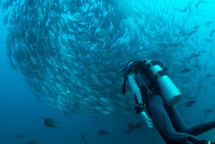 Best Diving Destinations Around the World by Month curated by Arlette Diederiks