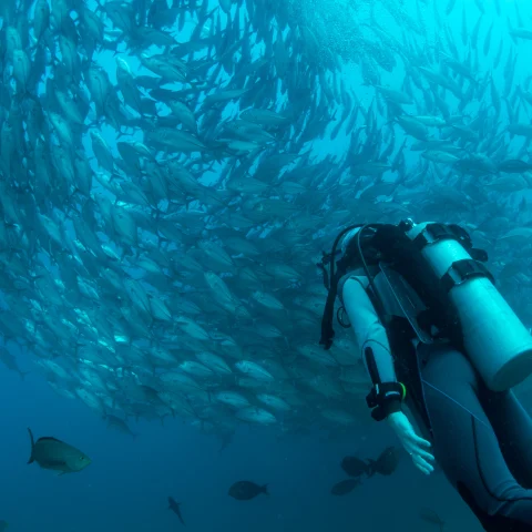 Best Diving Destinations Around the World by Month curated by Arlette Diederiks