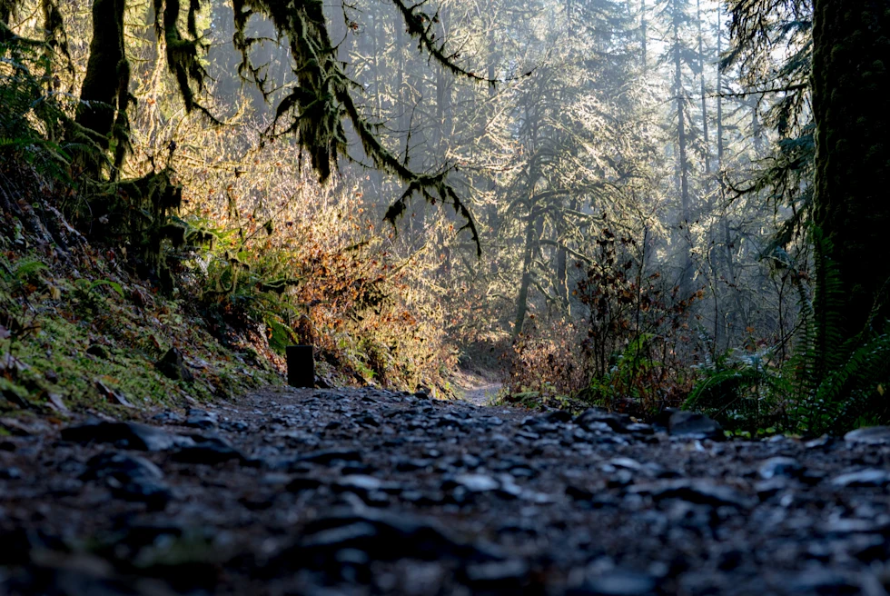 A picture of trail in the jungle.