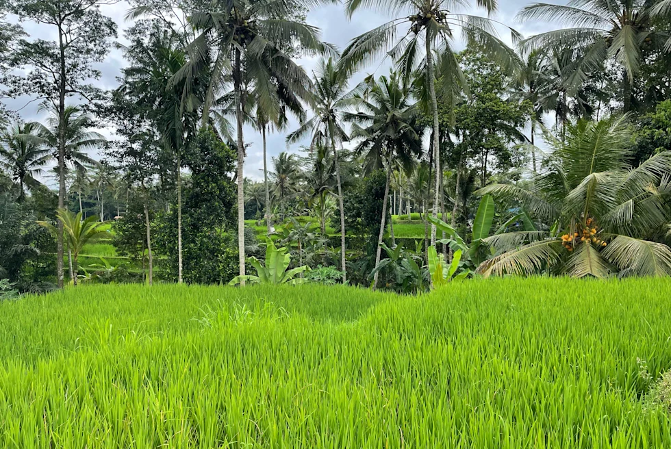 Green grass next to palm trees during daytime