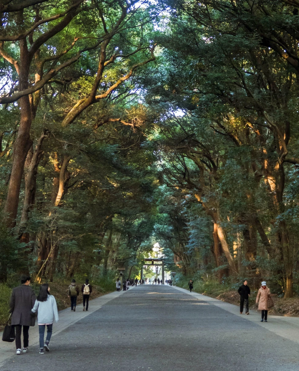 wide path through trees