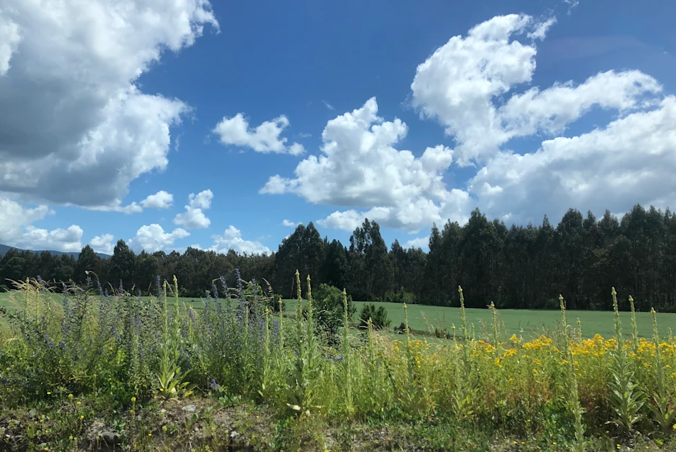 green filed with flowers during daytime