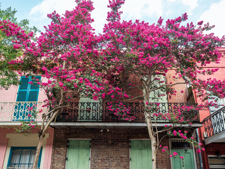 pink and brick houses with blue green shutters pink flowers 