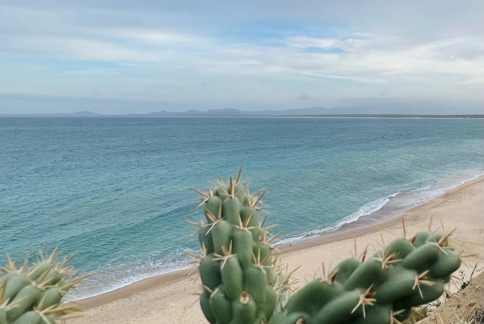cacti with ocean in the background