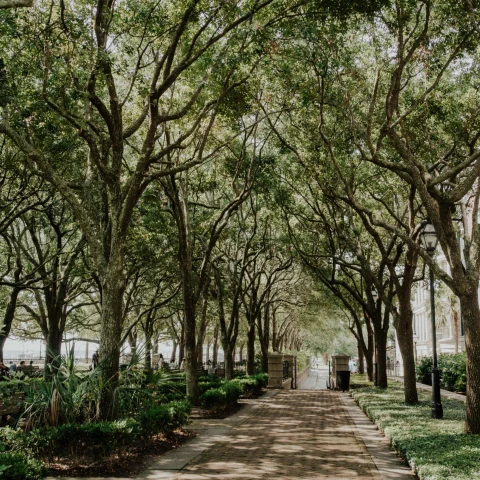 a tree lined walk in a park with sun through the branches