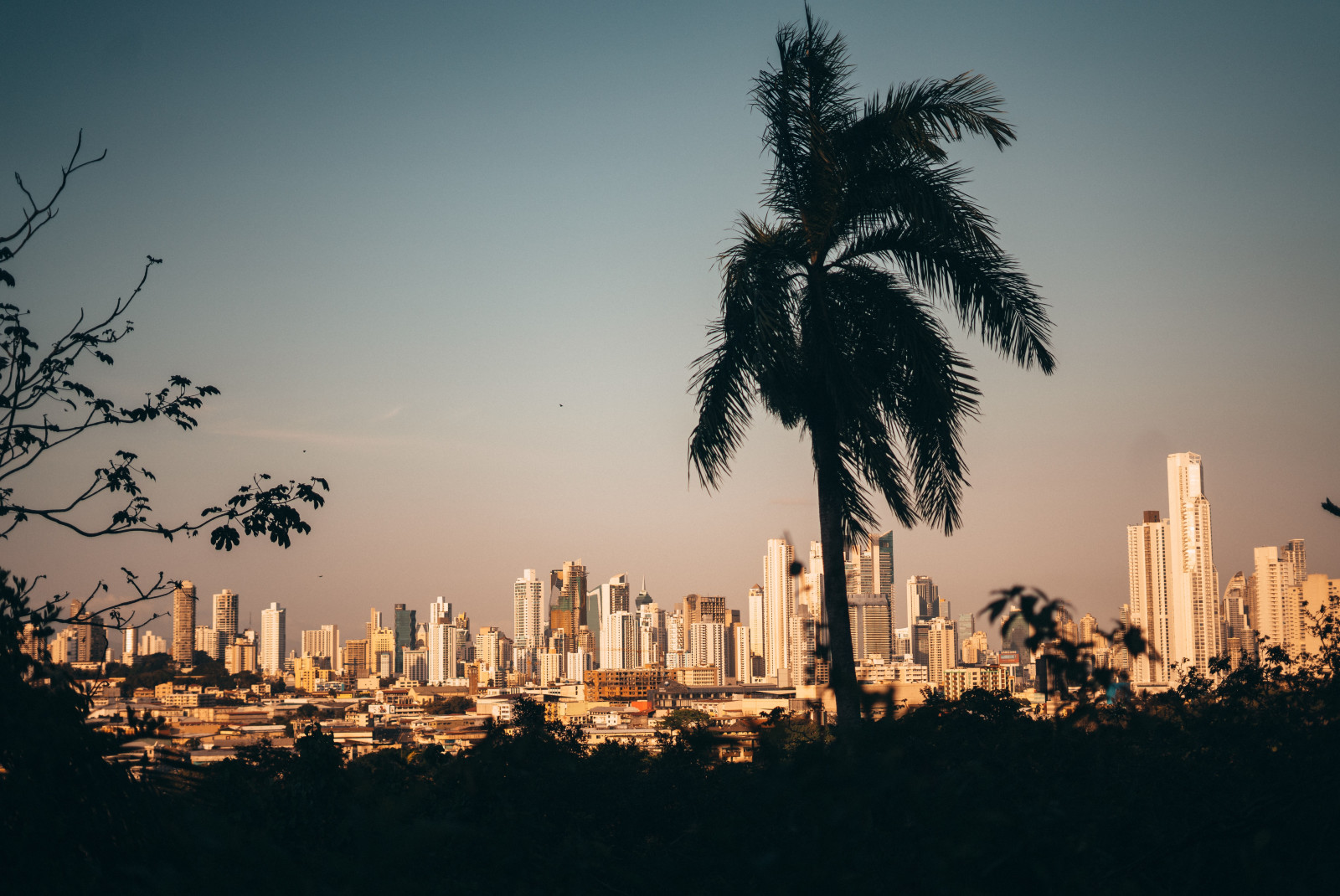 Panama City skyline framed by a palm tree. 