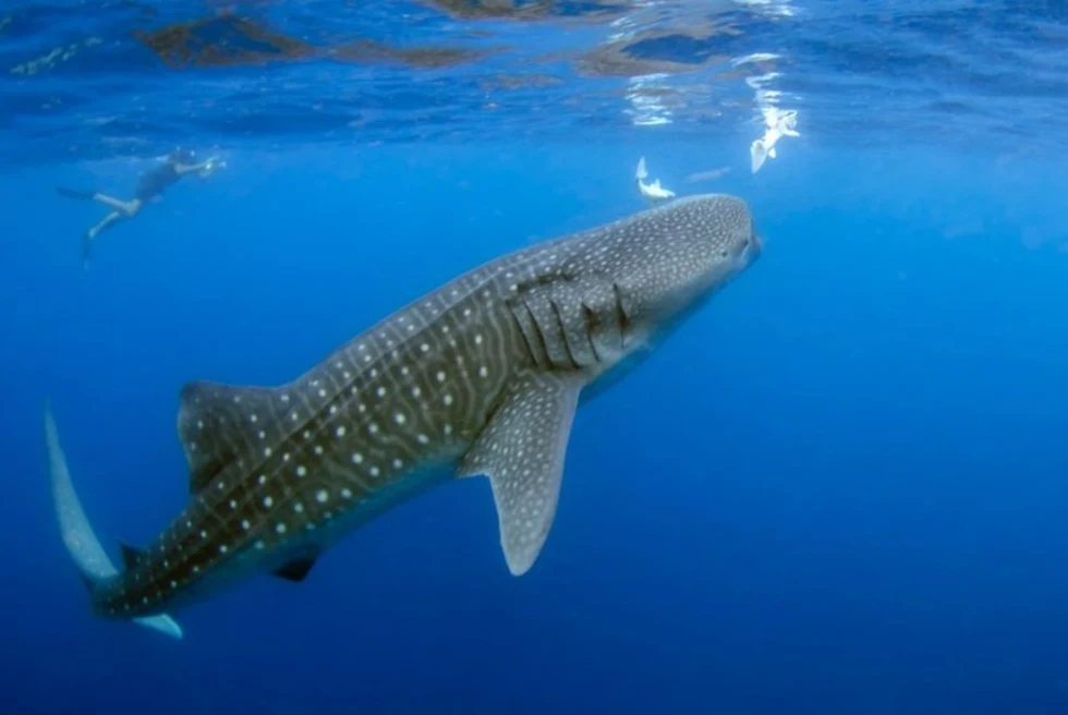 Holbox is a tourist destination recognized for its most important activity which is swimming with whale sharks during the months of June to September.