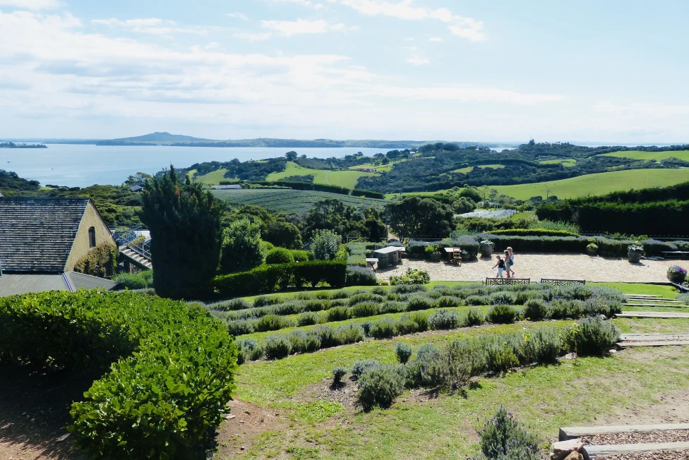 Waiheke has been known as New Zealand's island of wine.