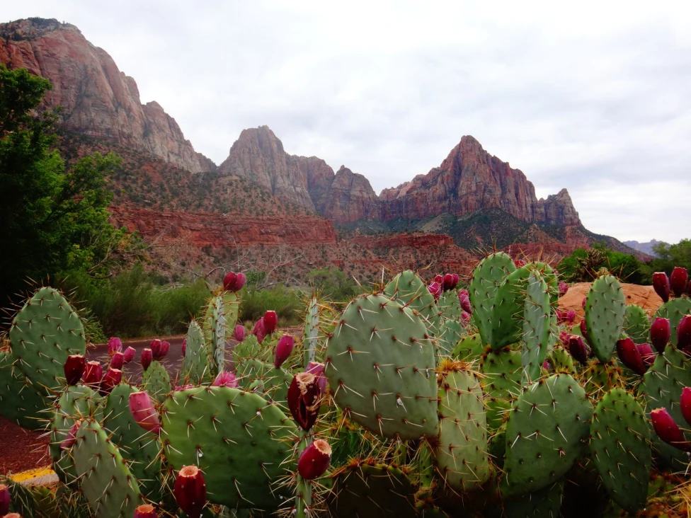 prickly pear cacti with red flowers in a lush desert valley