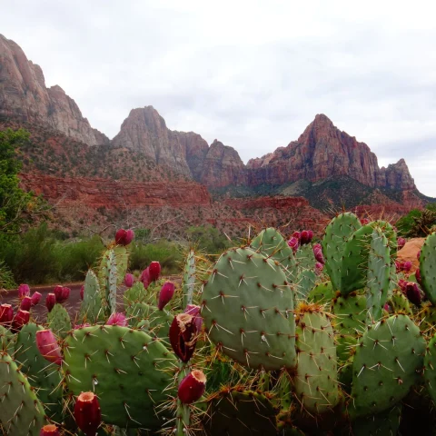 prickly pear cacti with red flowers in a lush desert valley