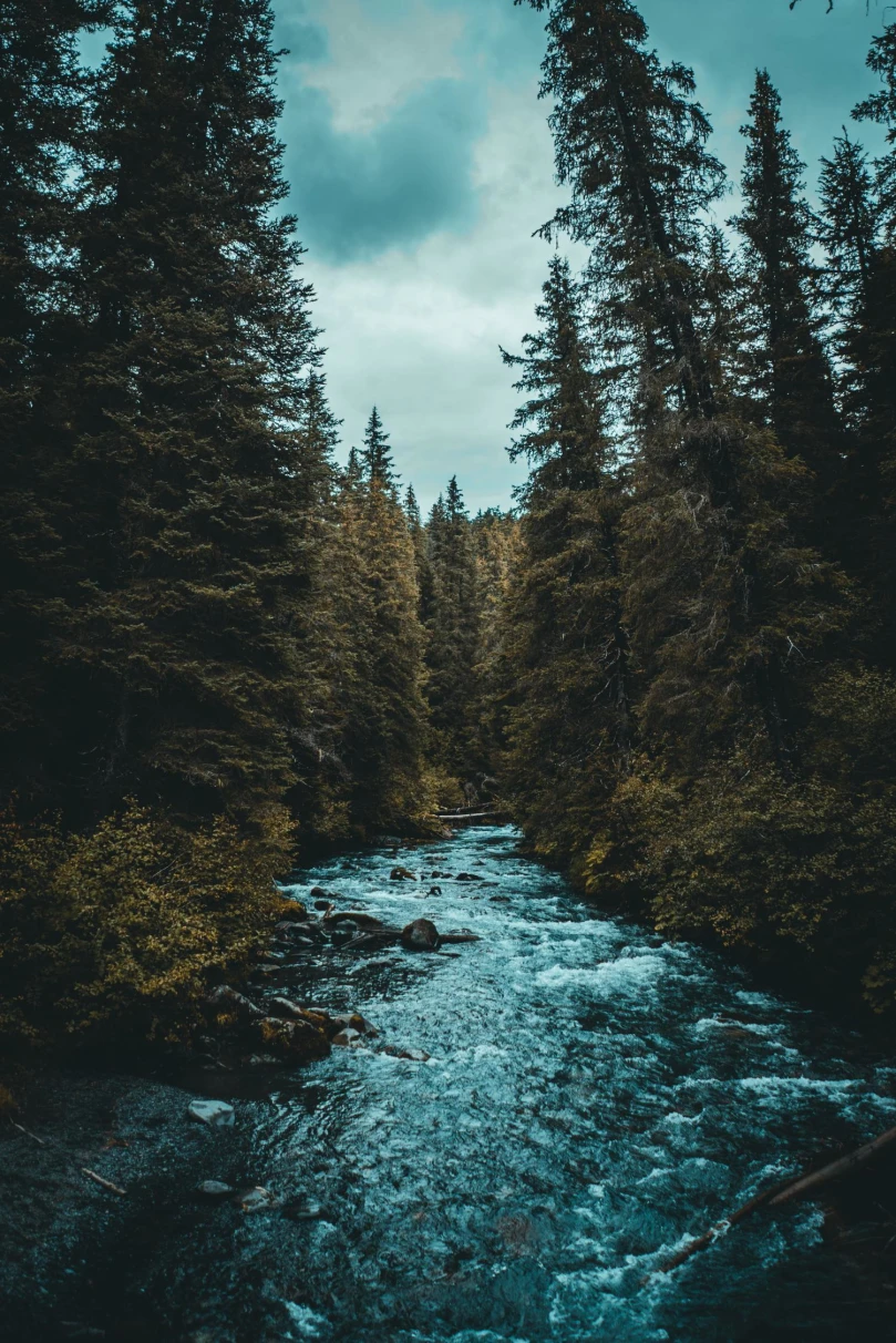 Stream through forest in Alaska.