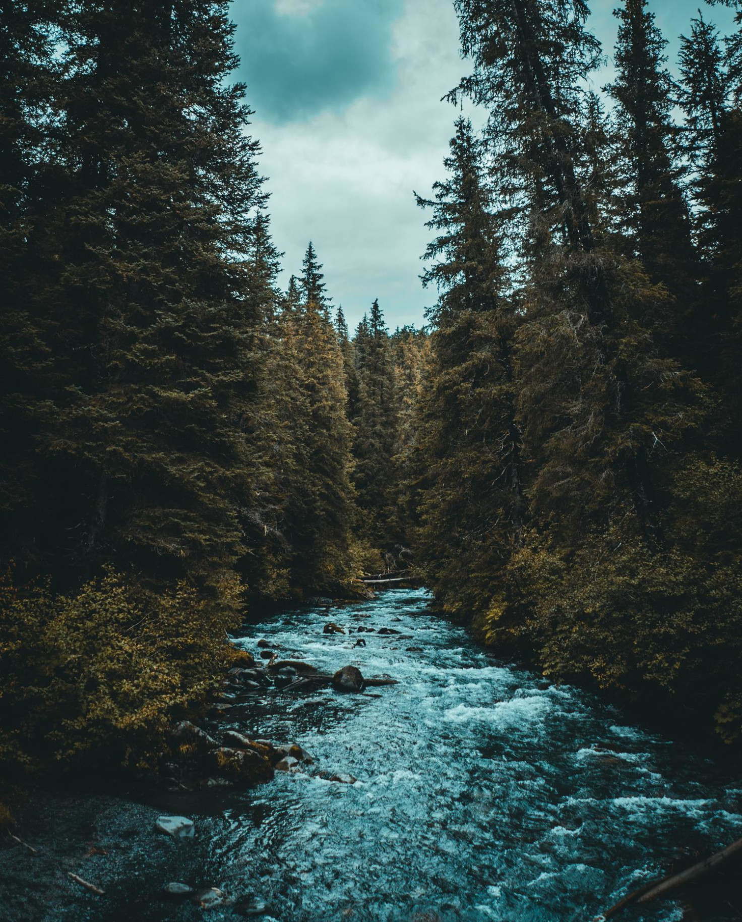 Stream through forest in Alaska.