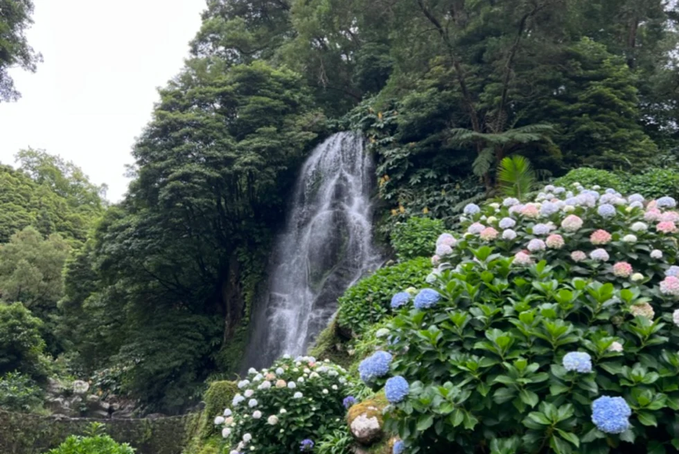 hydrenga bushes surround a waterfall emerging from trees