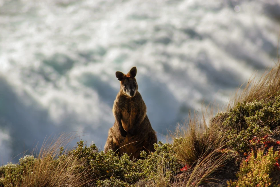 Picture of a kangaroo in the mountains. 