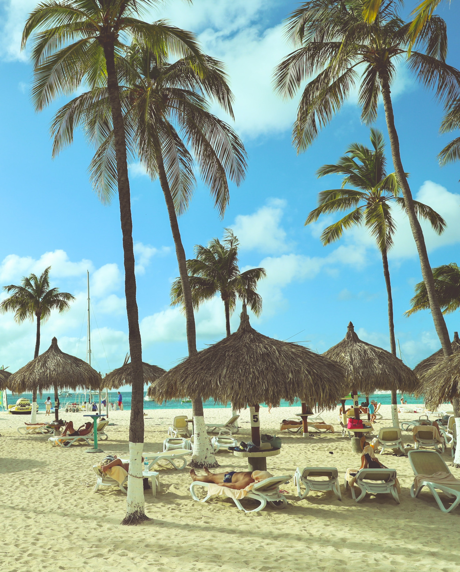 Beach chairs surrounded by palm trees on the beach in Aruba