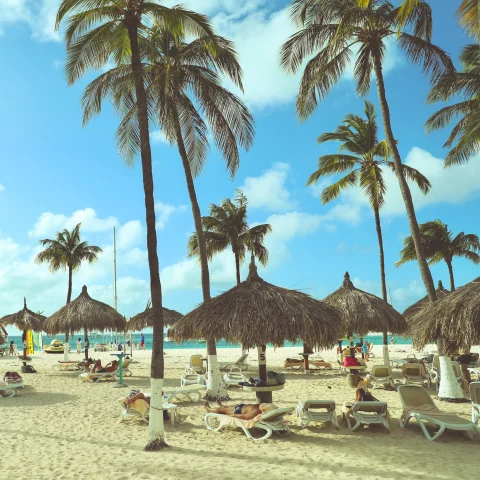 Beach chairs surrounded by palm trees on the beach in Aruba