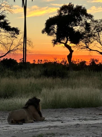 Male lion at sunrise in the Okavango Delta.