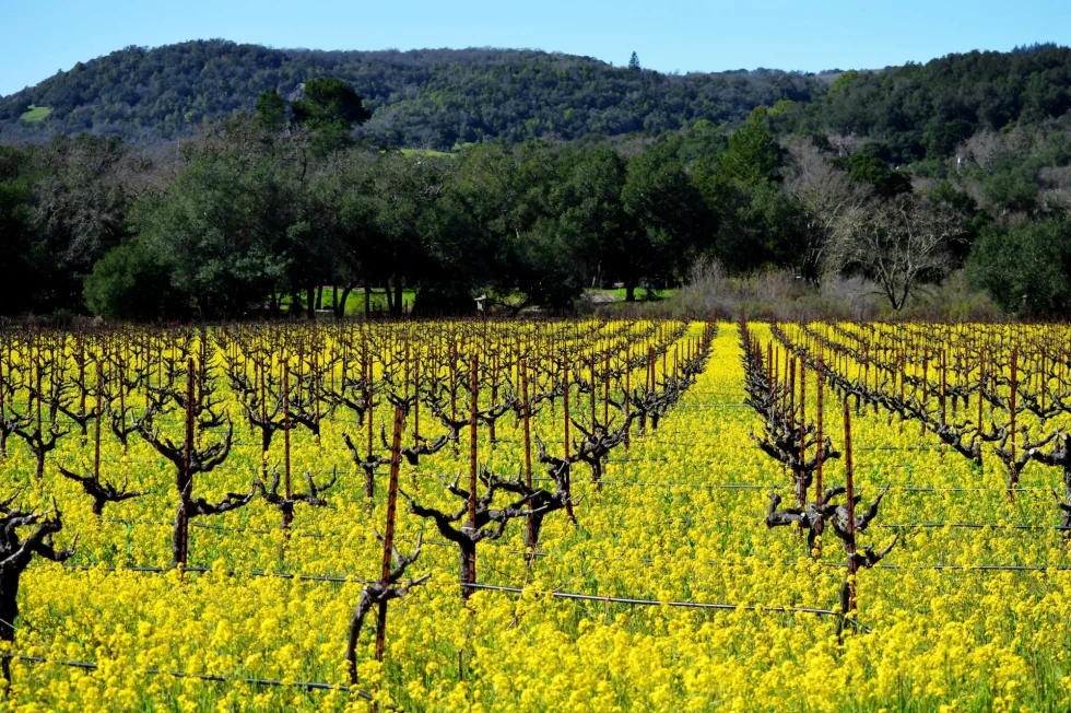 bright yellow flowers with vines poking through in a vineyard at the foot of hills 