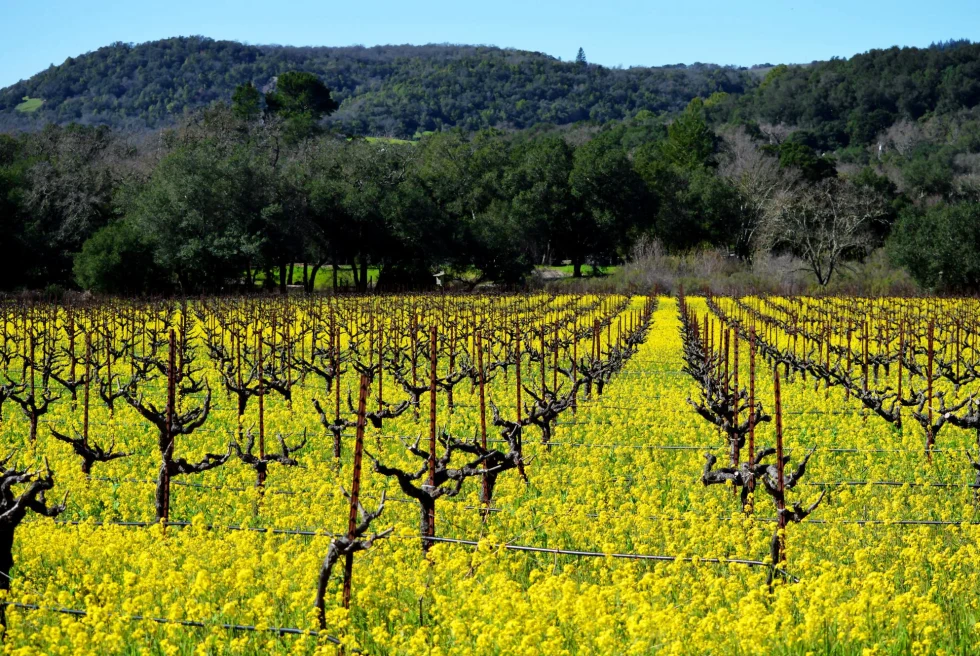 bright yellow flowers with vines poking through in a vineyard at the foot of hills 