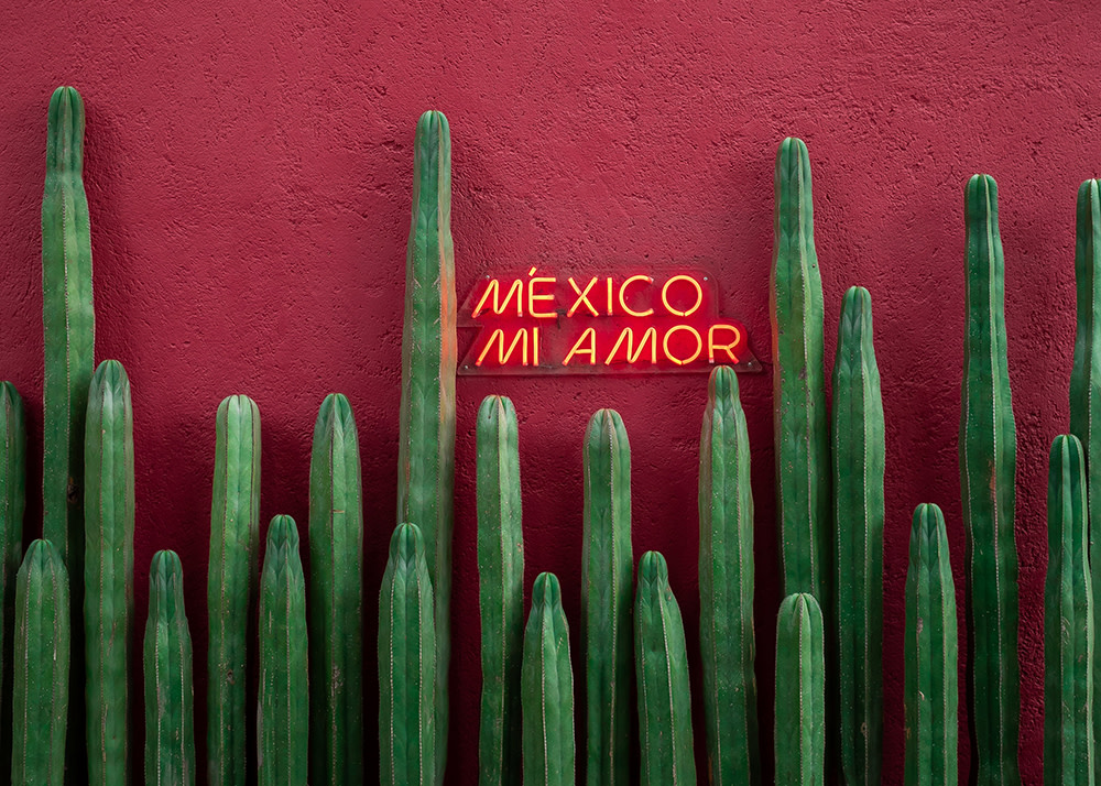 neon sign against red wall with tall green cactus in Mexico