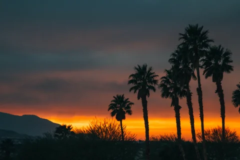 Sunset view in Palm Springs with palm trees