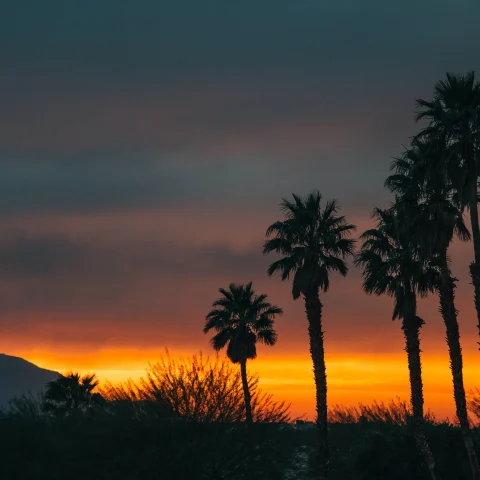Sunset view in Palm Springs with palm trees