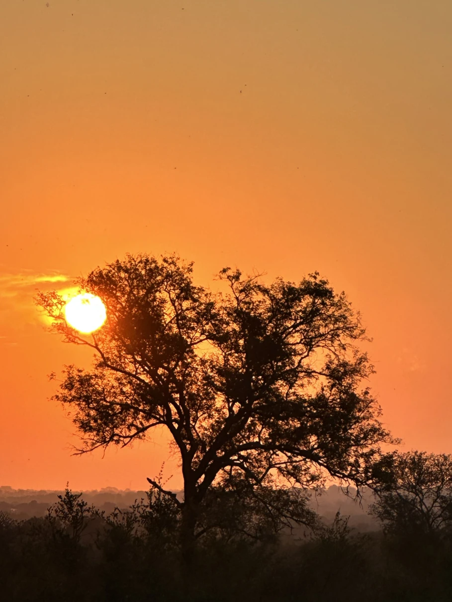 A serene sunset with the sun peeking through the branches of a tree in silhouette against a vibrant orange sky, something you might see on one of these South Africa luxury tours.