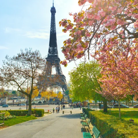 The Eiffel Tower beyond a sidewalk in Paris with an orange tree on one side.