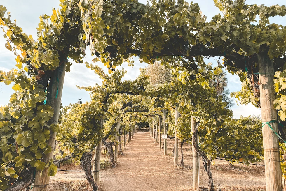 Pathway in the vineyards.