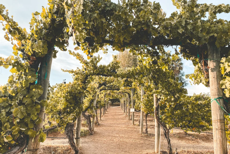 Pathway in the vineyards. 
