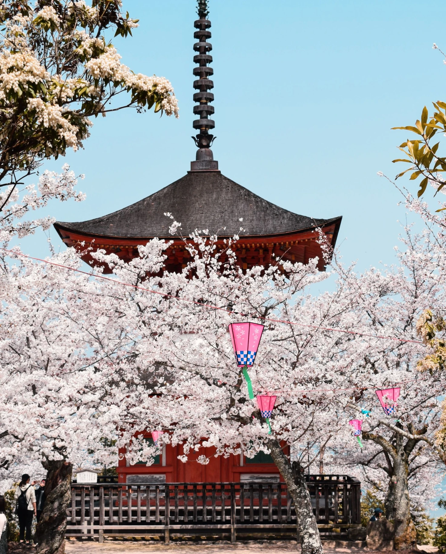 cherry blossoms and a temple